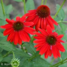 ECHINACEA SALSA RED