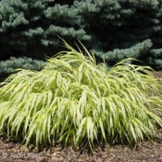 HAKONECHLOA MACRA AUREOLA