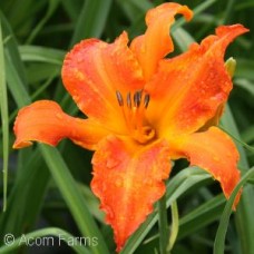 HEMEROCALLIS PRIMAL SCREAM