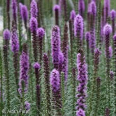 LIATRIS SPICATA