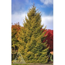 PICEA ORI SKYLANDS