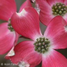 CORNUS FLO CHEROKEE CHIEF