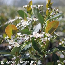 ARONIA MEL AUTUMN MAGIC