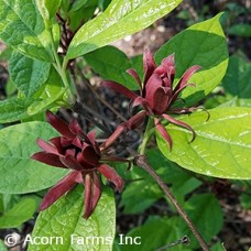 CALYCANTHUS FLORIDUS