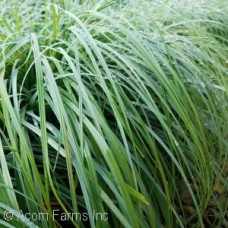 CAREX GLAUCA BLUE ZINGER