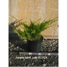 JUNIPERUS CHI MINT JULEP