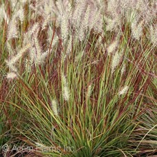 PENNISETUM ALO BURGUNDY BUNNY