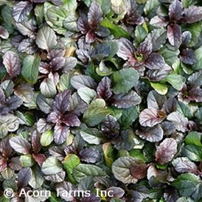 AJUGA REP BRONZE BEAUTY