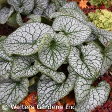 BRUNNERA MAC JACK OF DIAMONDS