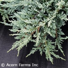 JUNIPERUS HOR ICEE BLUE