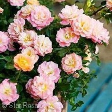 ROSA DRIFT PEACH GC