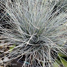 FESTUCA CIN ELIJAH BLUE