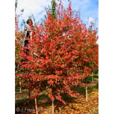 CARPINUS CAR NATIVE FLAME