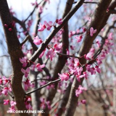 CERCIS CAN BLACK PEARL