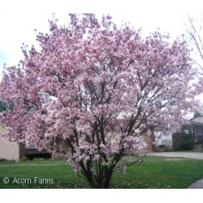 MAGNOLIA SOULANGIANA