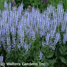 SALVIA NEM CRYSTAL BLUE