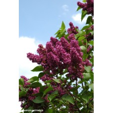 SYRINGA VUL CHARLES JOLY