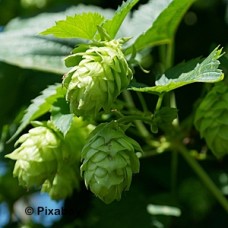 HUMULUS LUP CENTENNIAL