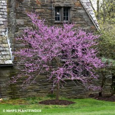 CERCIS CAN BURGUNDY HEARTS