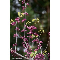 CERCIS CAN PINK POM POMS