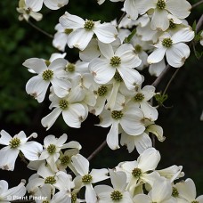 CORNUS FLO APPALACHIAN SPRING