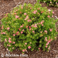 POTENTILLA BELLA BELLISSIMA