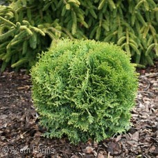 LITTLE GIANT DWARF ARBORVITAE