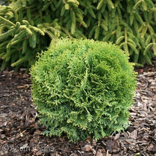 LITTLE GIANT DWARF ARBORVITAE