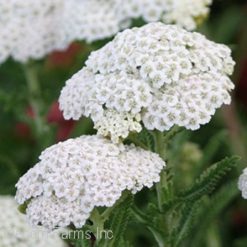 FIREFLY™ DIAMOND YARROW