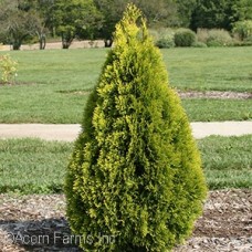 HIGHLIGHTS™ ARBORVITAE