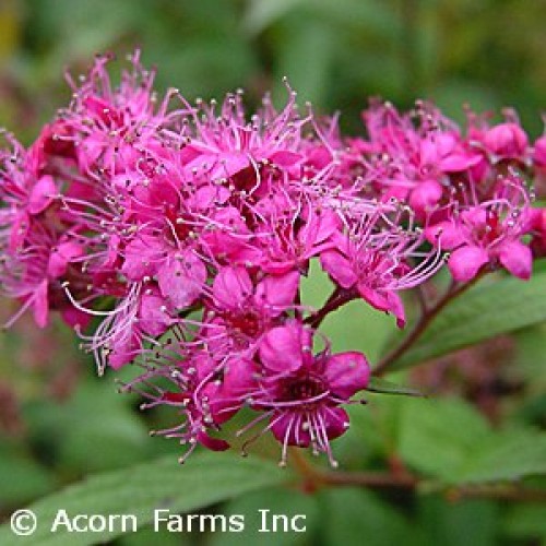 ANTHONY WATERER BUMALD SPIREA