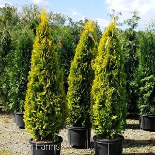 JANTAR GOLD ARBORVITAE