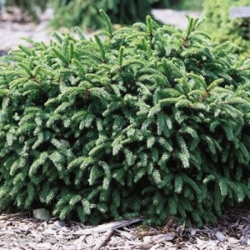 DWARF NORWAY SPRUCE