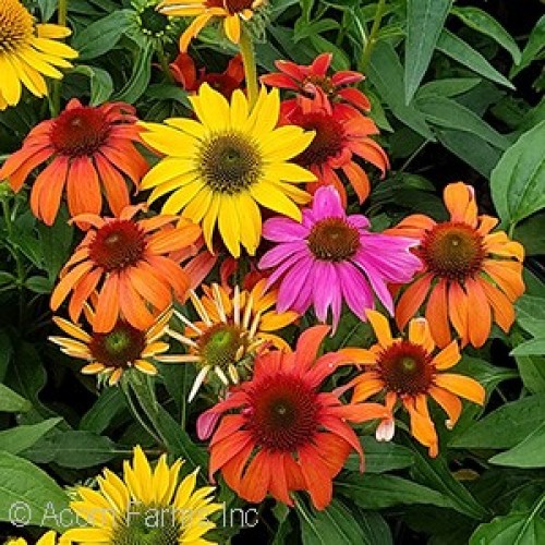 CHEYENNE SPIRIT CONEFLOWER