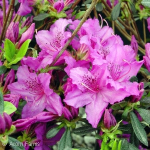 GABLE KAREN EVERGREEN AZALEA