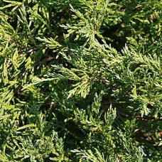 Search - JUNIPERUS CHI NICKS COMPACT