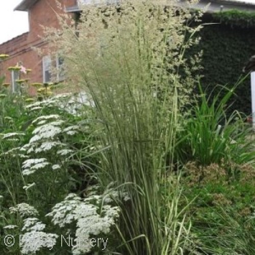 Avalanche Feather Reed Grass