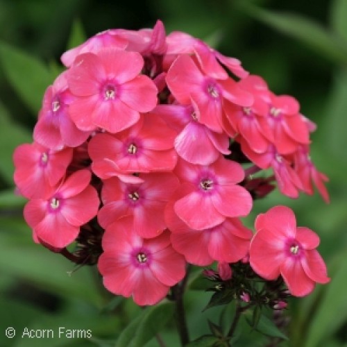 GARDEN GIRLS™ GLAMOUR GIRL GARDEN PHLOX