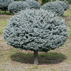 GLOBE BLUE SPRUCE